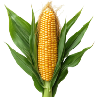 Fresh corn on the cob with vibrant yellow kernels and green husks on a white background in a natural light setting isolated on transparent background png