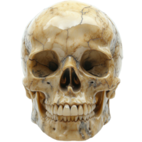 Detailed carved marble skull showcasing intricate patterns and textures in a naturalistic manner isolated on transparent background png