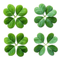 múltiplo Visualizações do verde trevos exibindo seus vibrante folhagem e único folha padrões dentro uma limpar \ limpo disposição para enfatizar seus natural beleza isolado em transparente fundo png