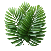 Lush green palm leaves arranged beautifully for decoration and natural design elements isolated on transparent background png