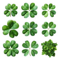 Collection of various four-leaf clovers arranged in a grid showcasing their distinct shapes and colors in natural settings isolated on transparent background png