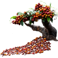 Coffee tree with ripe cherries and beans cascading down the trunk in a vibrant display of colors isolated on transparent background png