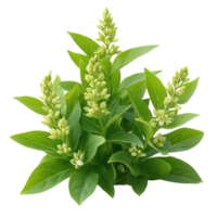Flowering plant with dense clusters of green leaves and budding flowers in a natural setting isolated on transparent background png