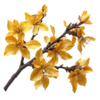 Golden blossoms on a branch captured in vibrant detail against a soft background isolated on transparent background png