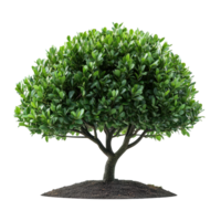 Lush green tree with a rounded canopy creating an inviting atmosphere in a tranquil outdoor setting isolated on transparent background png