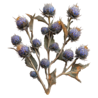 Dried purple thistle flowers arranged on a branch with green leaves, showcasing intricate textures and colors isolated on transparent background png
