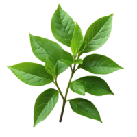 Fresh green leaves on a branch showcasing vibrant foliage in natural light isolated on transparent background png