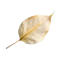 A Single Delicate Dried Leaf Displaying Intricate Vein Patterns Against a Soft Background png
