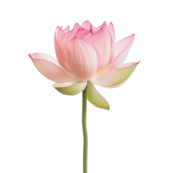 un soltero rosado loto flor en un blanco antecedentes un maravilloso floral imagen png