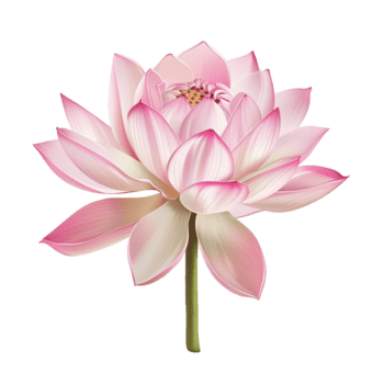 un delicado rosado loto florecer en lleno floración un maravilloso floral ilustración png