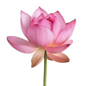 un maravilloso rosado loto flor en lleno floración un cerca arriba ver de de la naturaleza belleza png