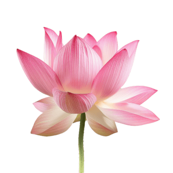 un maravilloso rosado loto flor en lleno floración en contra un suave antecedentes png