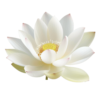 de cerca de un prístino blanco loto florecer con delicado pétalos y un amarillo centro, sereno y pacífico floral imagen png