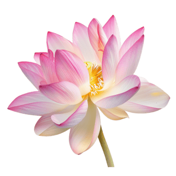 un maravilloso rosado loto flor en lleno floración un delicado y sereno imagen png