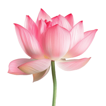 un maravilloso rosado loto florecer en lleno floración delicado pétalos y agraciado vástago png