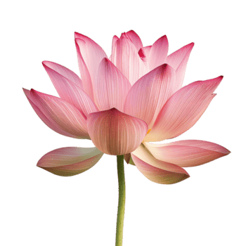 un delicado rosado loto florecer en lleno floración en un ligero antecedentes png