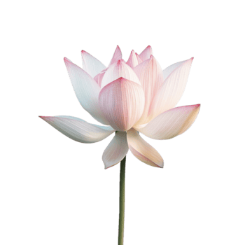 un maravilloso rosado y blanco loto flor en floración hermosa delicado pétalos naturaleza fotografía png