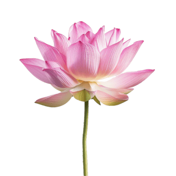 un maravilloso rosado loto flor en floración en un blanco antecedentes png