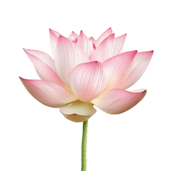 un maravilloso rosado loto florecer aislado en un blanco antecedentes un delicado agua lirio en lleno floración png