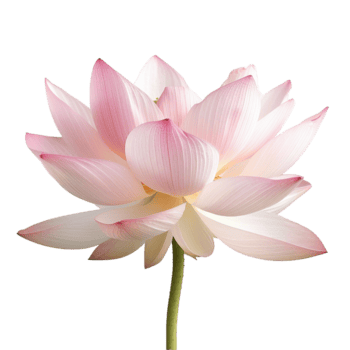 un maravilloso rosado loto flor en lleno floración de cerca fotografía png