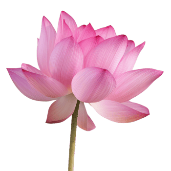 un maravilloso rosado loto flor en floración hermosa pétalos y delicado vástago png