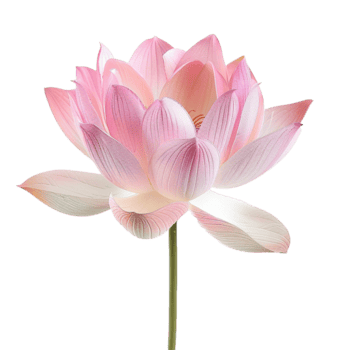 un delicado rosado loto flor en lleno floración en un suave antecedentes png