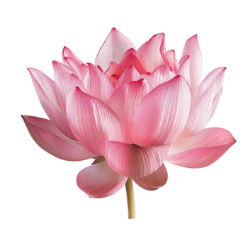 un maravilloso rosado loto florecer en lleno floración cerca arriba ver png