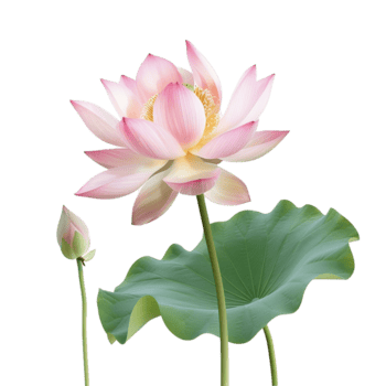 maravilloso rosado loto flor con brote y grande hoja en ligero antecedentes png