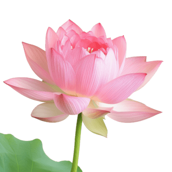 un maravilloso rosado loto florecer en lleno floración en un verde vástago png