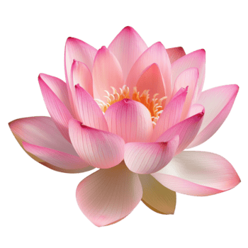 un maravilloso rosado loto florecer en lleno floración magnífico agua lirio flor png