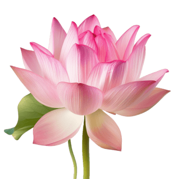 un maravilloso rosado loto flor en lleno floración un cerca arriba detallado imagen de de la naturaleza belleza png