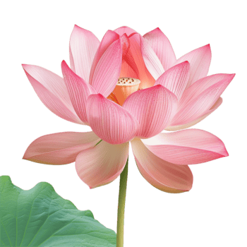 un maravilloso rosado loto flor en lleno floración con verde hoja png