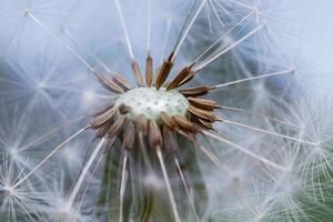 Extreme macro close up dandelion seeds in summer. Change growth movement direction concept. Inspirational natural floral spring or summer background. Ecology nature new cycle photo
