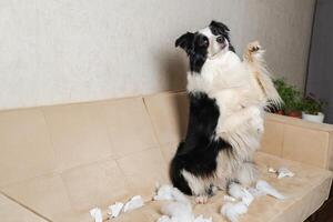Naughty playful puppy dog border collie after mischief biting paper sitting on couch at home. Guilty dog and destroyed living room. Damage messy home and puppy with funny guilty look photo