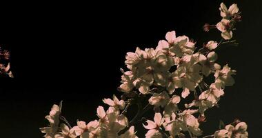 Cherry blossom at the park in Tokyo at night closeup video