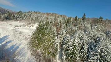 Agile flight over a forest covered with frost on the mountain slopes video