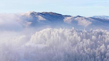 Aerial view of a forest covered with frost on the mountain slopes video