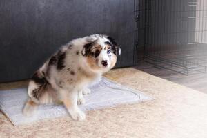 Aussie Australian Shepherd puppy in blue marble color and different eye color goes to the toilet at home for a disposable diaper, napkin copy space photo