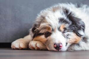 Sweet little Aussie Australian Shepherd puppy in blue marble color and sleeps at home. Multicolored nose, Close up photo