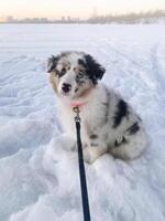 Cute Aussie Australian Shepherd puppy in blue marble color and different eye color sitting in a snowy field and looking at the camera vertical photo
