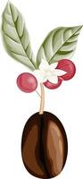 Coffee bean isolated with leaves and flowers vector