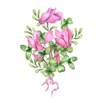 Spring flowers, clover leaves bouquet with ribbon watercolor illustration isolated background. Spring pink cyclamen, plant branch composition for Valentine day cards, mother day invitation design