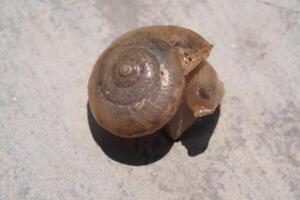 Closeup of spiral shell. Tiny snail has a slightly transparent spiral shell. Macro of small snail with cement wall background. Isolated objects photo