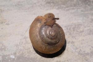 Top view closeup of spiral shell. Tiny snail has a slightly transparent spiral shell. Macrophotography of small snail with cement wall background. Isolated objects photo