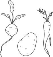 Root vegetables, potatoes, carrots, beets. Linear illustration isolated on white background. vector