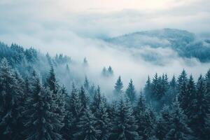 Panoramic shot of spruce forest on a foggy cold morning. Dense spruce forest view from above. Generated by artificial intelligence. photo