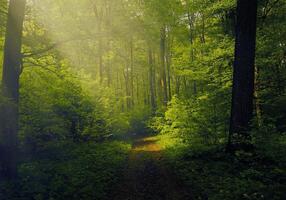 a path through a green forest with sunbeams shining through photo