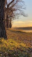 il d'oro sul fiume Visualizza ha alto alberi, alla deriva autunno foglie, e scintillante riflessi, la creazione di un' tranquillo, calmo ambiance quello invita rilassamento e apprezzamento di natura video