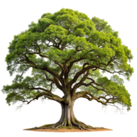 An image of an oak tree on a black background png