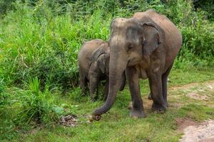 Yala National Park is one of the most famous wildlife sanctuaries in Sri Lanka, located in the southeastern region of the country photo